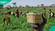 FG's Agricultural Revolution: Massive Opportunities Await Nigerian Youth