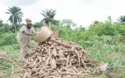 Nigeria Processes 90% of Cassava Yield Locally - Boosting Economy and Creating Jobs