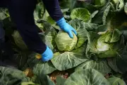 Plant-Powered Revolution: How Shifting to Plant-Rich Diets Could Save 15 Million Lives Globally