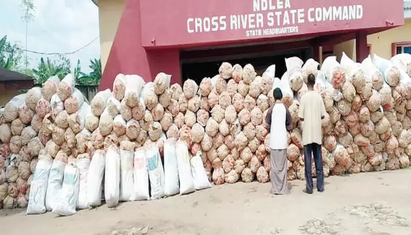 Cross River Teacher, Wife Arrested with 4.7 Tonnes of Marijuana