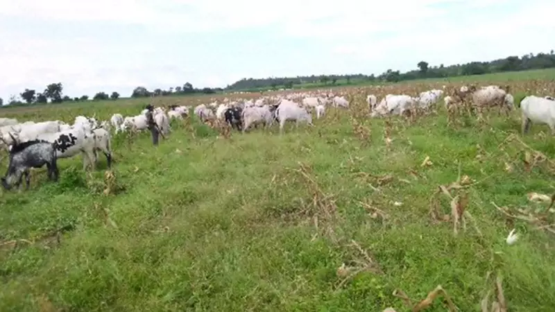 FG Denies Open Grazing Ban, Confirms Ranching Transition Plan
