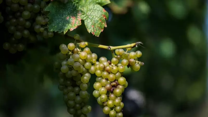 Global Wine Production Set for Modest 2025 Recovery, Says OIV