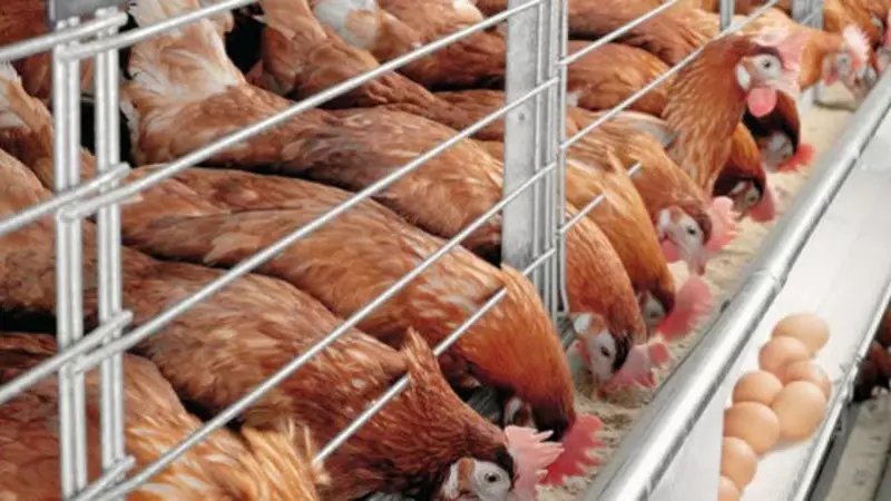 Katsina to Host $3.5m Poultry Farm Creating 2,000 Jobs