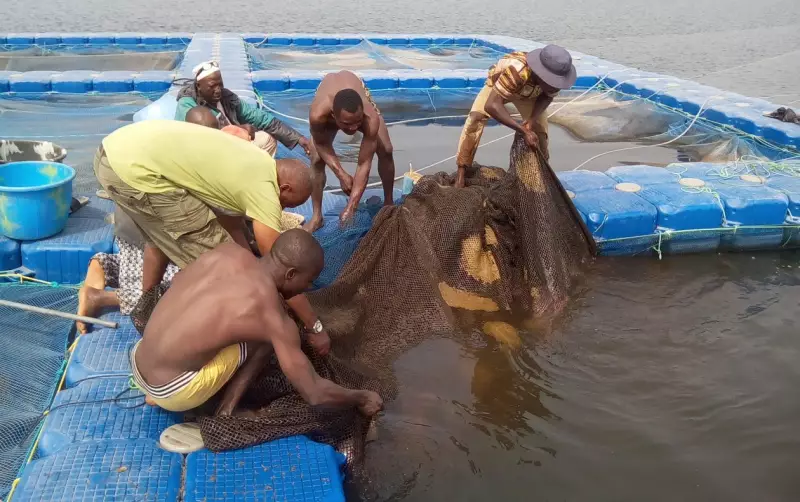 Knowledge Gap Threatens Nigeria's Aquaculture Boom, Experts Warn