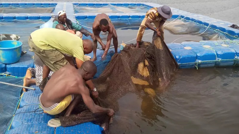 Knowledge Gap Threatens Nigeria's Lucrative Fish Farming Boom