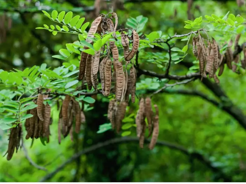 Military Operations and Flooding Threaten Sokoto's African Locust Trees