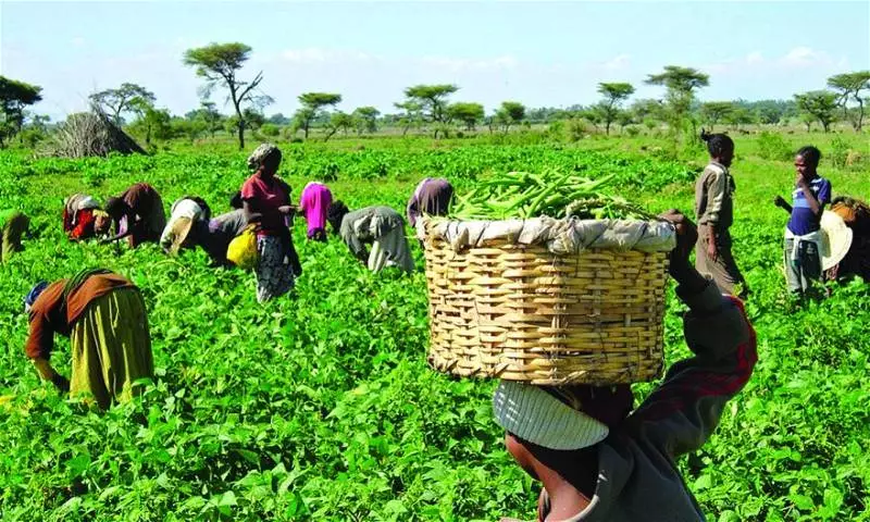 New Spraying Tech Boosts Kano Farmers' Yields by 20%, Cuts Costs