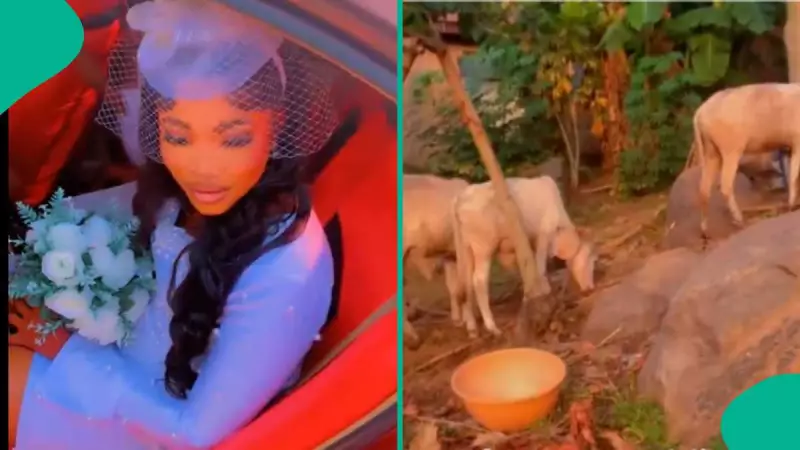Nigerian Bride Celebrates Wedding With 3 Cows, Sparks Online Debate