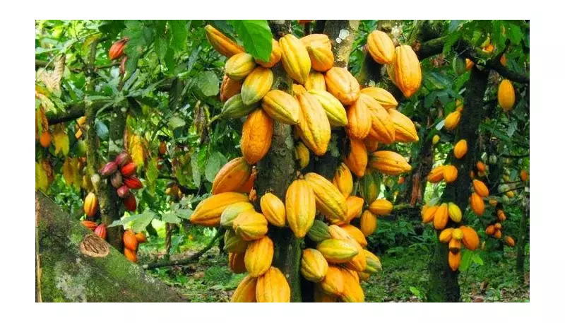 Ondo Cocoa Farmers Cry Out: New Forest Policy Threatens Our Livelihood!