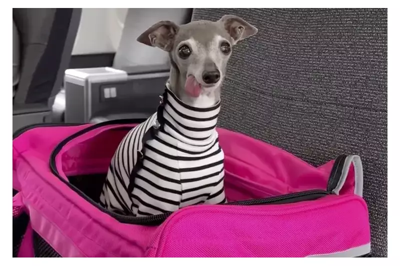 Tika The Iggy: Internet Mourns as Beloved Fashion Dog Passes Away at 14