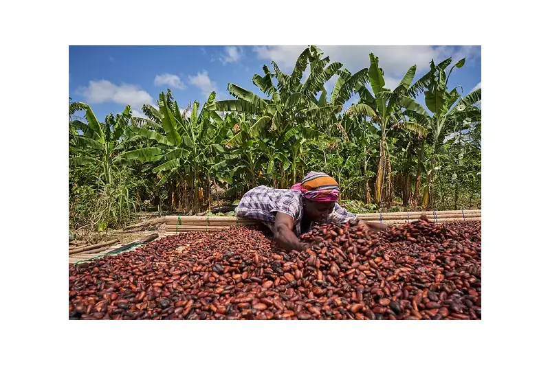 US Lifts 15% Tariff on Ghana's Cocoa Exports, Boosting Revenue