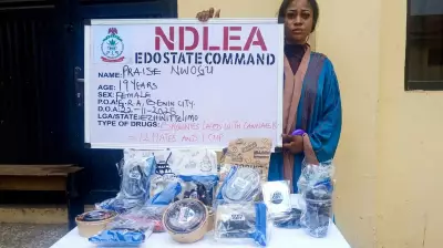 NDLEA Nabs Social Media Influencer, Accomplice Over Cannabis Brownies in Edo