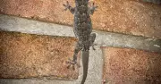 5 Common Wall Gecko Myths in Nigeria Debunked by Science