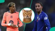 Chelsea vs Barcelona: Mysterious Cat 'Nimbus' Predicts UCL Winner