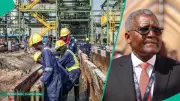 Dangote Group Announces Over 50 Job Vacancies Across Nigeria