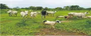 Herder Arraigned for N1.1m Crop Damage in Ondo Open Grazing Case