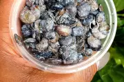 Iru: Nigeria's Powerful Locust Beans - The Secret Superfood You Need to Try!