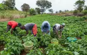 Mastercard Foundation & Nigerian Government Forge Powerful Alliance to Empower Young Farmers