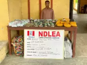 NDLEA Exposes Fake Cannabis Syndicate: How Criminals Are Using 'Medicinal' Claims to Deceive Nigerians