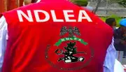 NDLEA Seizes 1,455kg Cannabis in Edo After Drug Traffickers Flee