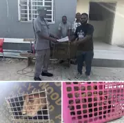 Nigeria Customs Foils Wildlife Trafficking, Rescues Lion Cub & Monkeys