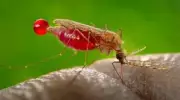 Nigeria's Malaria Crisis: 39% of Africa's Deaths, Group Warns