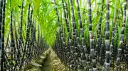NSDC Launches Sugarcane Outgrower Programme to Boost Local Production