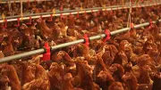 UK Imposes Nationwide Poultry Lockdown as Avian Flu Crisis Escalates - What You Need to Know