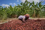 US Lifts 15% Tariff on Ghana's Cocoa Exports, Boosting Revenue