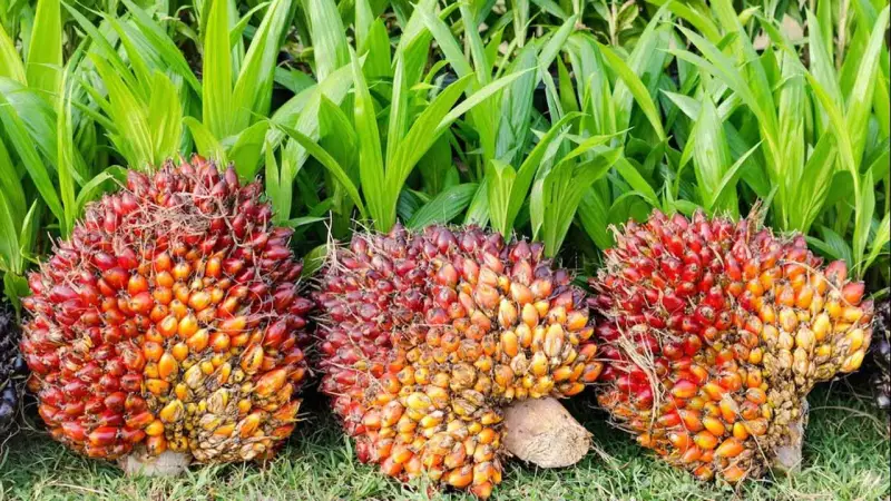 Anambra Distributes 220 Million Palm Seedlings in 2 Years