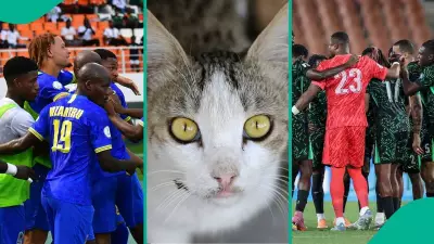 AFCON 2025: Mysterious Cat Nimbus Pronos Predicts Nigeria vs Tanzania Draw