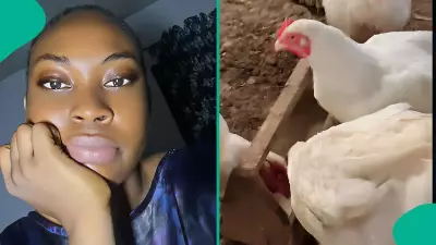 Nigerian Man's Christmas Chicken Business Struggles with Low Sales