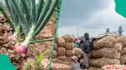 FG Launches Onion Intervention Programme in Sokoto to Aid 600 Flood-Affected Farmers