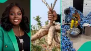 Nigerian Lady's Cassava Biscuits Go Viral, Netizens Praise 'Tapiokies'