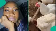 Nigerian Man's Christmas Chicken Business Struggles with Low Sales