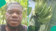 Nigerian Man's TikTok Video Shows Thief Stole His Unripe Plantain, Sparks Reactions