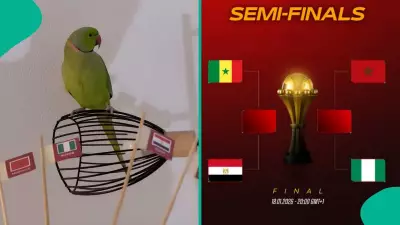 AFCON 2025: Viral Parrot with '100% Success Rate' Predicts Finalists