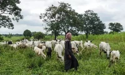 Agatu LG Chairman Orders Herders Out, Revokes 2017 Grazing Deal Over Killings