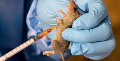 Lassa Fever Outbreak in Nasarawa: 4 Dead, Hospital Shut, Patients Escape