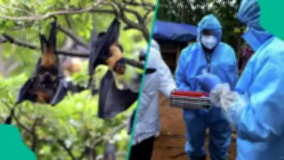 WHO Confirms Nipah Virus Cases in India, Nigeria and Global Health Authorities on High Alert
