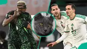 AFCON 2025: Cat with 100% R16 Predictions Forecasts Nigeria to Beat Algeria