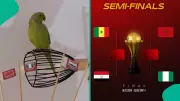 AFCON 2025: Viral Parrot with '100% Success Rate' Predicts Finalists