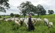 Agatu LG Chairman Orders Herders Out, Revokes 2017 Grazing Deal Over Killings