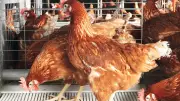 German Firm Unveils Fibre Solution to Boost Nigerian Poultry Weight, Cut Livestock Deaths