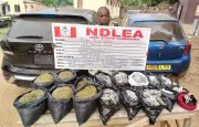 NDLEA Nabs 80-Year-Old Repeat Drug Offender with 5.7kg Skunk in Akwa Ibom