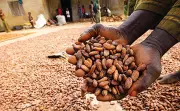 Nigeria Loses $2B Yearly in Cocoa, Stakeholders Demand Urgent 2026 Reforms