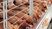 Ogun Boosts Poultry Output with New 1.3 Million Birds Processing Plant