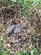 Rivers Police Arrest Suspect After Kidnappers Kill Woman, Collect N210k Ransom