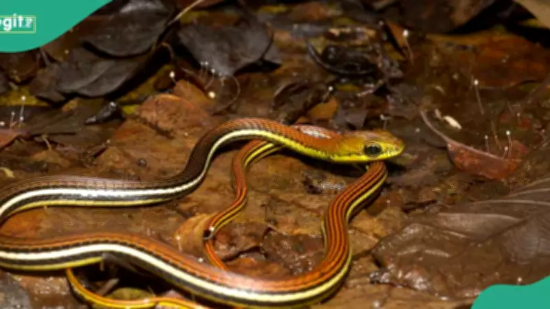 Snakebite First Aid Myths Debunked: Expert Warns Against Dangerous Practices