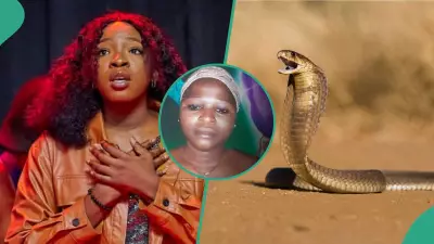 Snakebite Deaths Expose Nigeria's Healthcare Gaps: Recent Tragedies Highlight Urgent Need for Anti-Venom Access